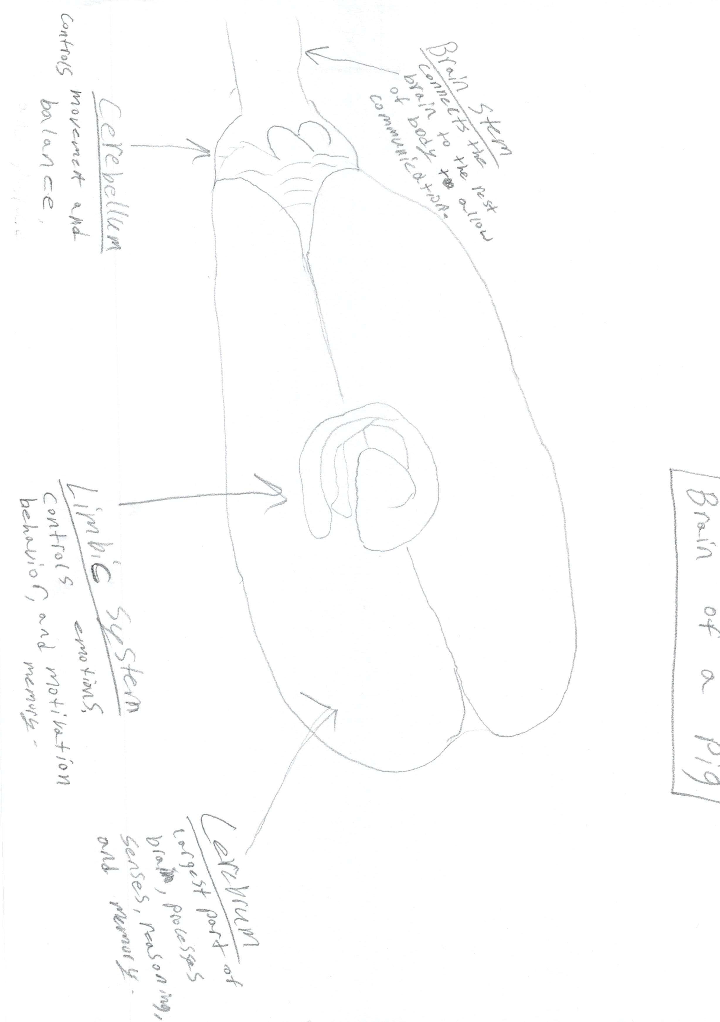 G4-G5 Brain of a Pig
